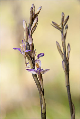 Violetter Dingel (Limodorum abortivum), Schweiz, Oberwallis