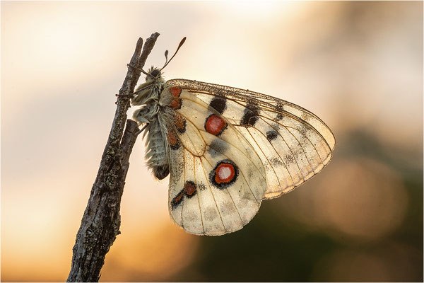 Roter Apollo (Parnassius apollo linnei), Schweden, Gotland