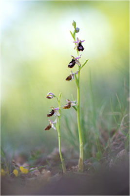 Drôme-Ragwurz (Ophrys drumana), Frankreich, Dep. Isere