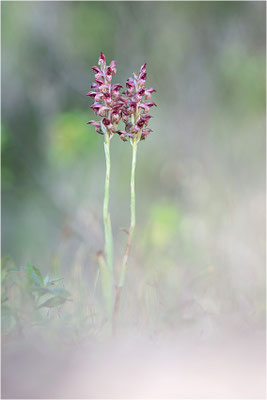 Duftende Spitzorchis (Anacamptis fragrans), Korsika