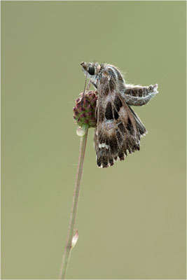 Malven-Dickkopffalter (Carcharodus alceae), Deutschland, Baden-Württemberg