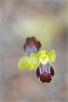 Ophrys bilunulata