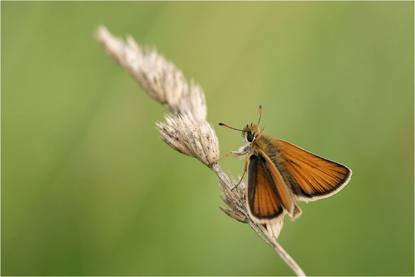 Schwarzkolbiger Braun-Dickkopffalter (Thymelicus lineola), Deutschland, Baden-Württemberg