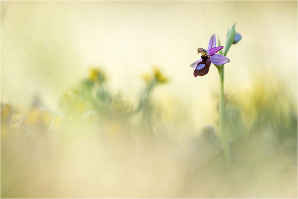 Drôme-Ragwurz (Ophrys drumana), Frankreich, Dep. Drôme
