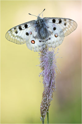 Roter Apollo (Parnassius apollo pedemontanus), Italien, Region Aostatal