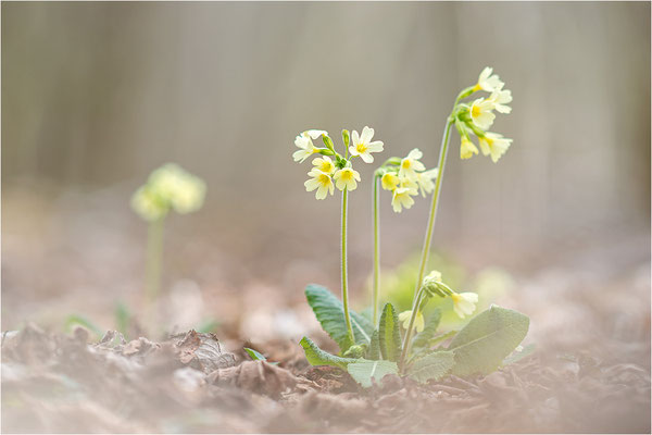 Hohe Schlüsselblume (Primula elatior), Deutschland, Baden-Württemberg