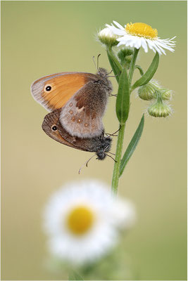 Kleines Wiesenvögelchen (Coenonympha pamphilus), Paarung, Deutschland, Baden-Württemberg