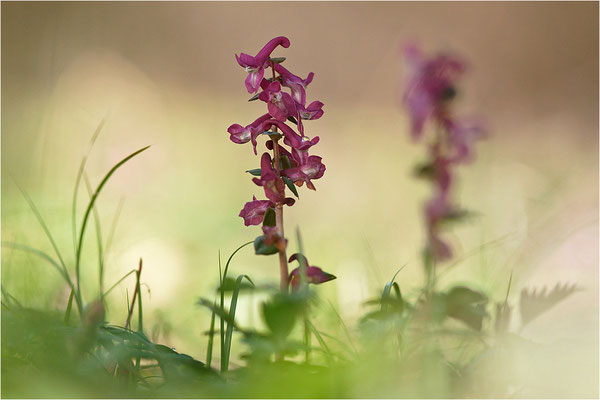 Hohler Lerchensporn (Corydalis cava), Deutschland, Baden-Württemberg