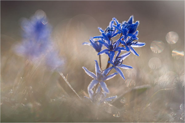 Zweiblättriger Blaustern (Scilla bifolia), Deutschland, Baden-Württemberg