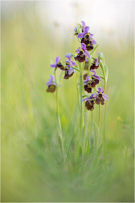 Hummel-Ragwurz (Ophrys fuciflora), Südlicher Oberrhein, Baden-Württemberg