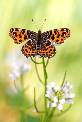 Landkärtchen (Araschnia levana), Frühjahrsform, Deutschland, Baden-Württemberg