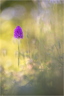 Pyramiden-Hundswurz (Anacamptis pyramidalis), Piemont, Italien