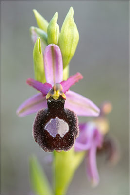 Drôme-Ragwurz (Ophrys drumana), Frankreich, Dep. Drôme