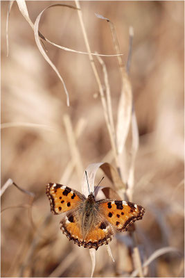 Großer Fuchs (Nymphalis polychloros), Deutschland, Baden-Württemberg