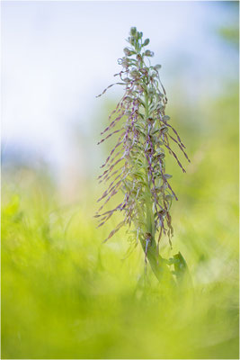 Bocks-Riemenzunge (Himantoglossum hircinum), Alsace, Frankreich