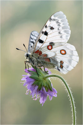 Roter Apollo (Parnassius apollo vercoricus), Frankreich, Dep. Isere