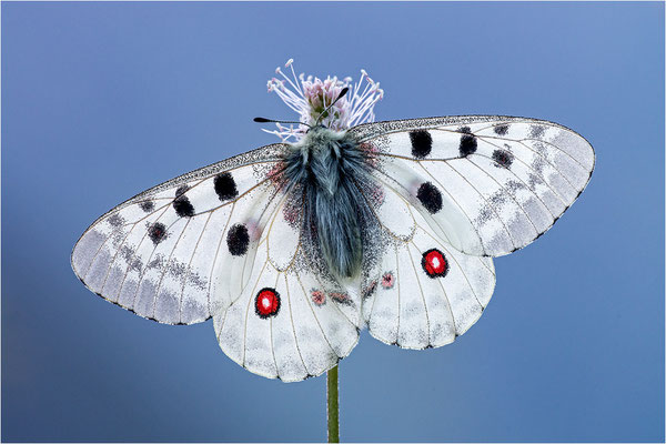 Roter Apollo (Parnassius apollo pyrenaicus), Frankreich, Dep. Hautes-Pyrénées