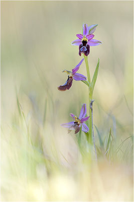 Drôme-Ragwurz (Ophrys drumana), Frankreich, Dep. Drôme