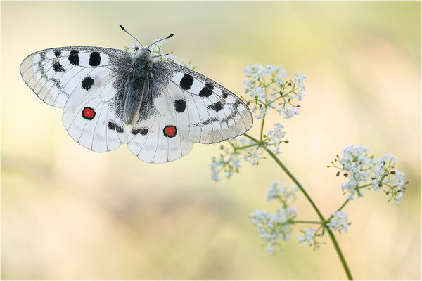 Roter Apollo (Parnassius apollo nivatus), Frankreich, Dep. Jura