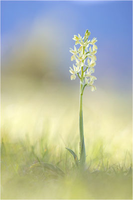 Provence-Knabenkraut (Orchis provincialis), Frankreich, Isere