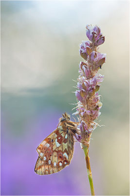 Hochalpen-Perlmuttfalter (Boloria pales), Italien, Region Aostatal, 2000m