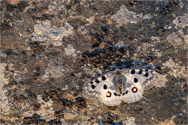 Roter Apollo (Parnassius apollo apollo), Schweden, Småland