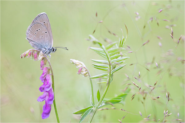 Rotklee-Bläuling (Cyaniris semiargus), Italien, Piemont