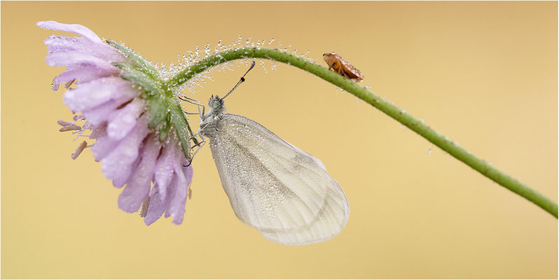 Tintenfleck-Weißling (Leptidea sinapis bzw. juvernica), Weibchen, Deutschland, Baden-Württemberg