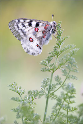 Roter Apollo (Parnassius apollo pedemontanus), Italien, Region Aostatal, 2.100m