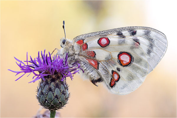 Roter Apollo (Parnassius apollo lithographicus), Deutschland, Oberbayern