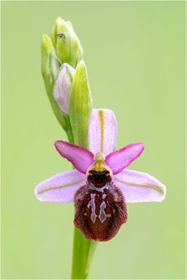 Ophrys aveyronensis