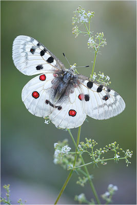 Roter Apollo (Parnassius apollo venaissimus), Frankreich, Dep. Vaucluse