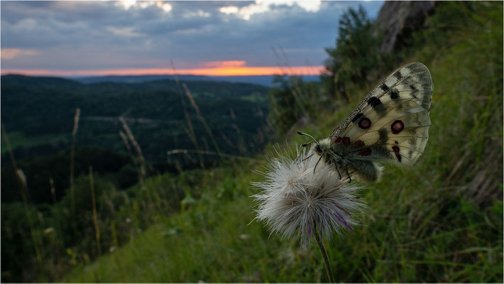 Roter Apollo (Parnassius apollo nivatus), Frankreich, Dep. Jura
