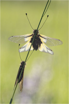 Libellen-Schmetterlingshaft (Libelloides coccajus), Deutschland, Baden-Württemberg, Kaiserstuhl