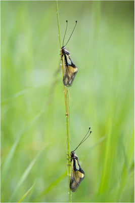 Libellen-Schmetterlingshaft (Libelloides coccajus), Schweiz, Wallis