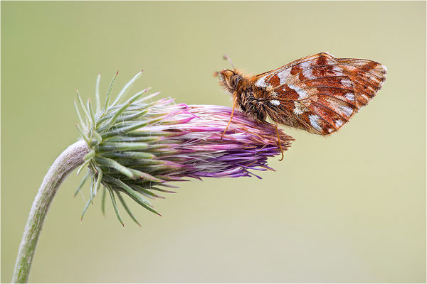 Hochalpen-Perlmuttfalter (Boloria pales), Männchen, Italien, Region Aostatal, 2200m