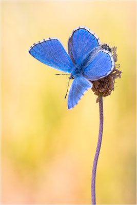Himmelblauer Bläuling (Polyommatus bellargus), Männchen, Deutschland, Baden-Württemberg