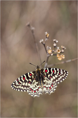 Spanischer Osterluzeifalter (Zerynthia rumina), Frankreich, Bouches-du-Rhône