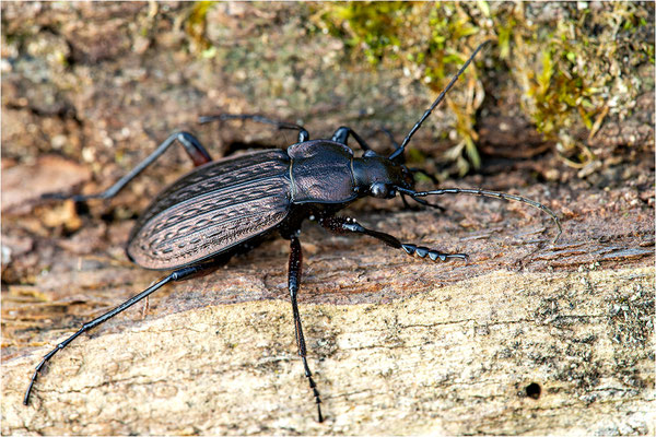 Körniger Laufkäfer (Carabus granulatus), Deutschland, Baden-Württemberg