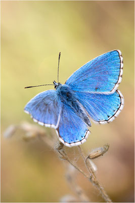 Himmelblauer Bläuling (Polyommatus bellargus), Männchen, Deutschland, Baden-Württemberg