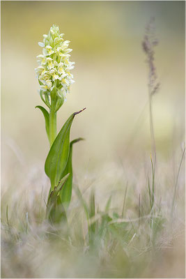 Strohgelbe Fingerwurz (Dactylorhiza ochroleuca), Schweden, Gotland