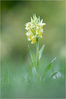 Holunder-Fingerwurz (Dactylorhiza sambucina), Frankreich, Dep. Drôme