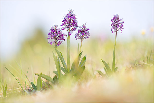 Helm-Knabenkraut (Orchis militaris), Schweden, Farö