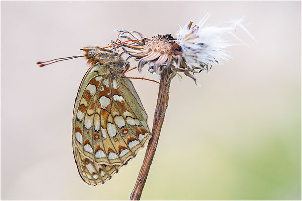 Stiefmütterchen-Perlmutterfalter (Argynnis niobe), Schweiz, Kanton Tessin, 2000m