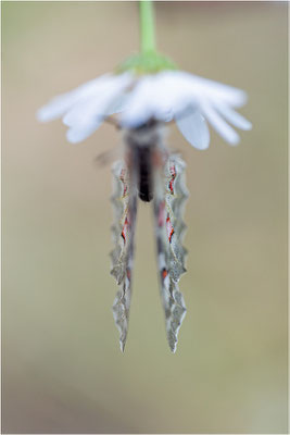 Roter Apollo (Parnassius apollo vercoricus), Frankreich, Dep. Isere