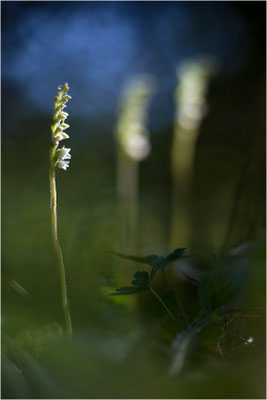 Kriechendes Netzblatt (Goodyera repens), Deutschland, Bayern, Oberfranken