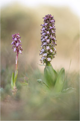 Riesen-Knabenkraut (Himantoglossum robertianum), Provence, Frankreich