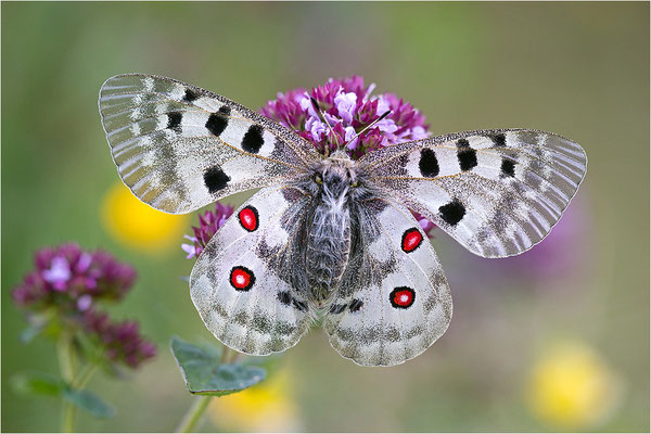 Roter Apollo (Parnassius apollo geminus), Schweiz, Kanton Bern