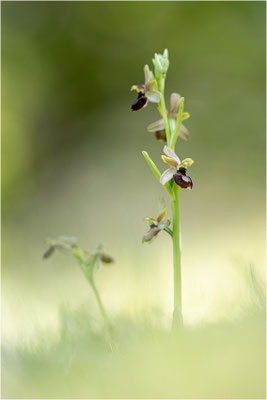 Hybride Drôme-Ragwurz und Spinnen-Ragwurz (Ophrys drumana x Ophrys sphegodes), Frankreich, Dep. Isere