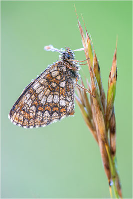 Östlicher Scheckenfalter (Melitaea britomartis), Deutschland, Bayern